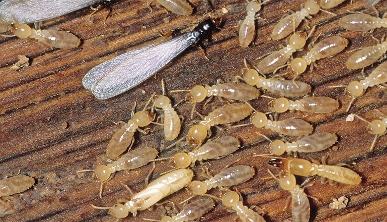 Anti-Termite Control Treatment