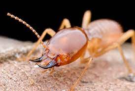 Termite Control Services