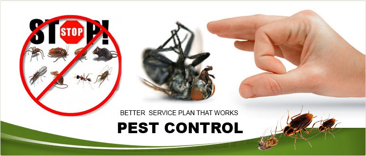 Pest Control In Delhi