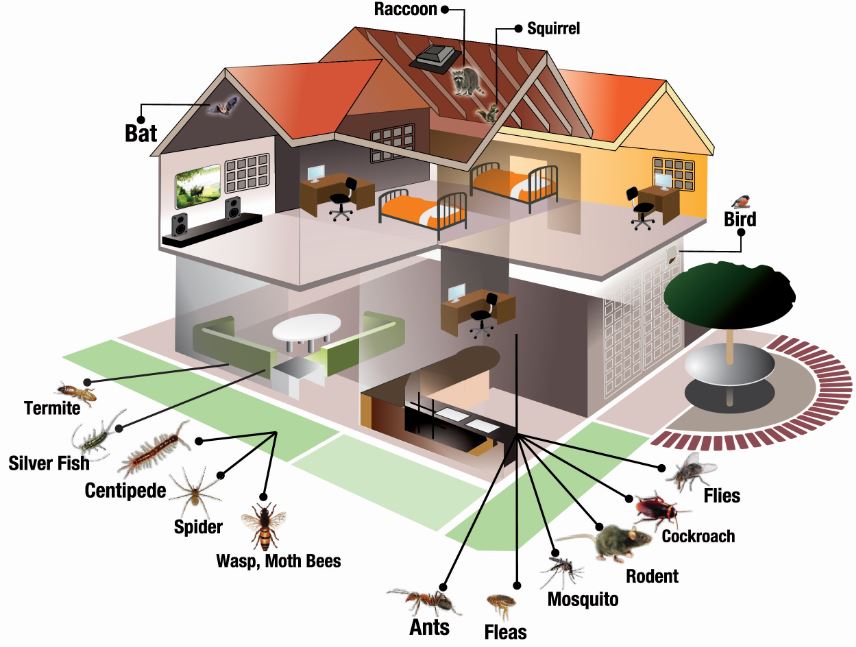 Rodents Control Services