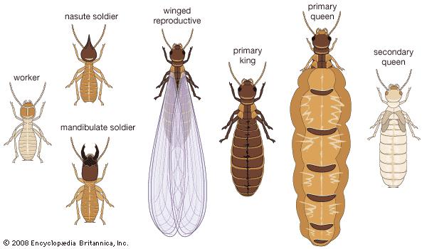 Termite Control Services