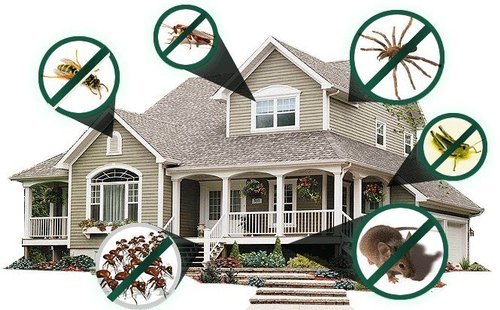 Rodents Control Services Rodents Control Services
